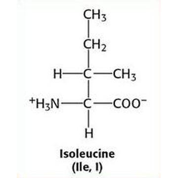 Fermented Instantt Bcaa Leucine/Isoleucine